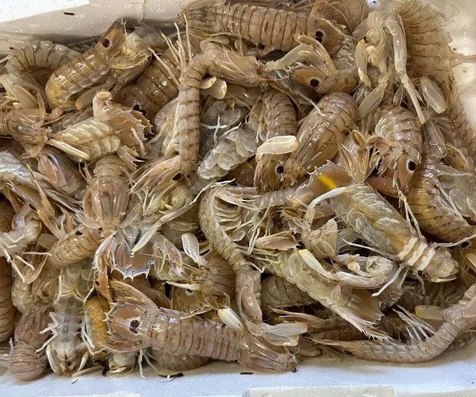 Crostacei freschi per la ristorazione di Roma