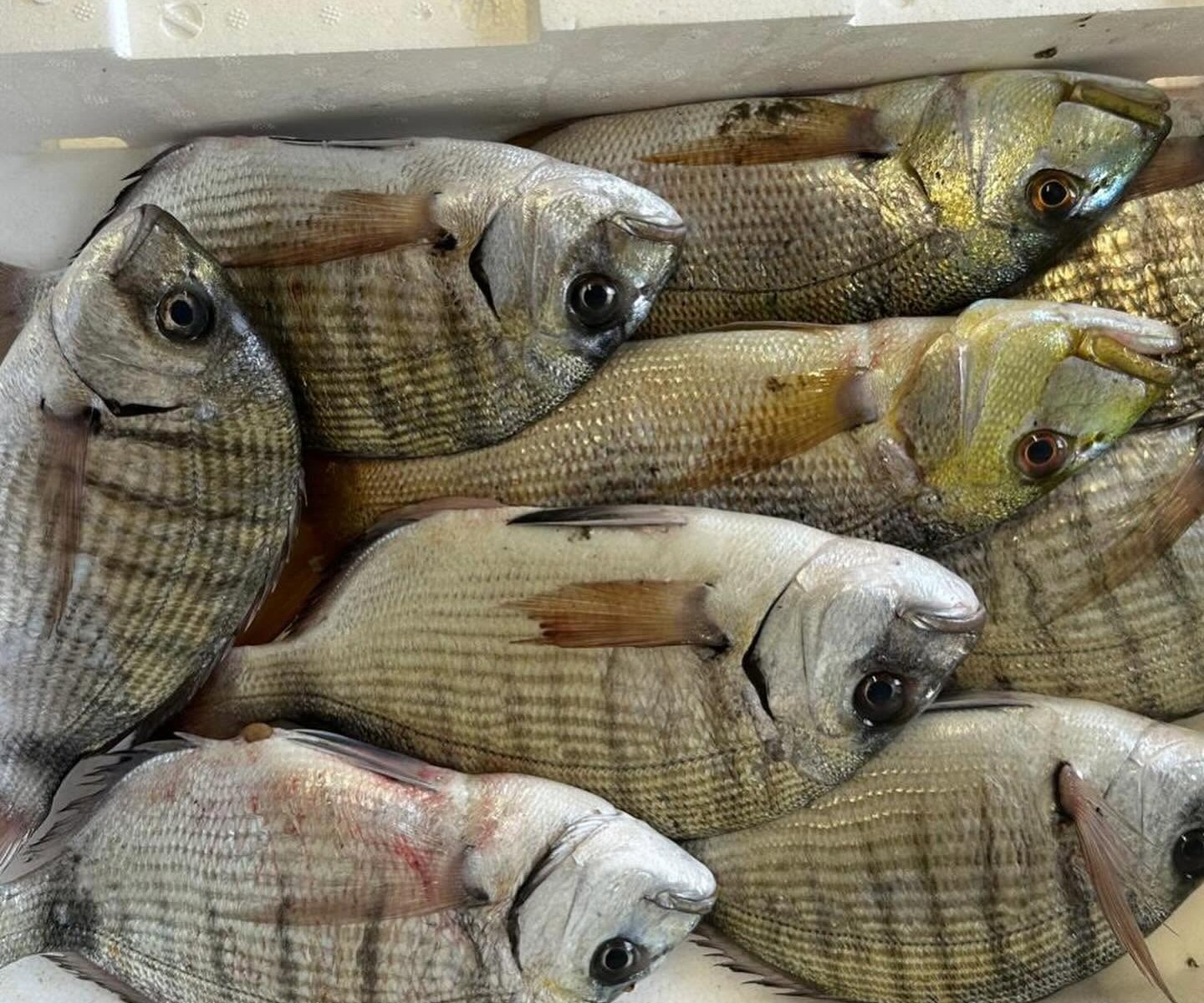 Cassette di pesce pronte per la consegna all'ingrosso